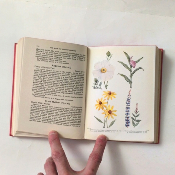 The Book of Garden Flowers - 1954 - Picture 9 of 16